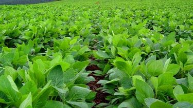 CRA afirma que con el nuevo Presupuesto están “matando a la producción”