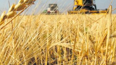 Concluyó la cosecha de trigo y cebada 2017-2018
