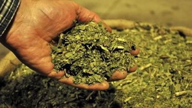 Fijaron el precio de la materia prima de yerba mate