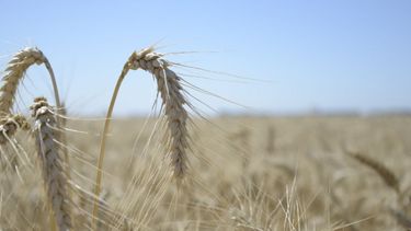 Aporte a la economía de la cadena triguera caerá 36% por la sequía