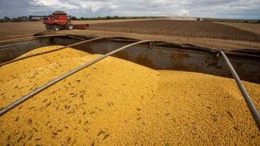 USDA moderó su pronóstico sobre la cosecha argentina de soja y maíz