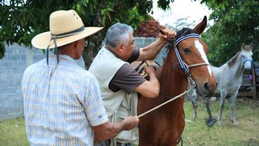 Senasa recibió “diversas notificaciones de sospechas de equinos con sintomatología nerviosa”.