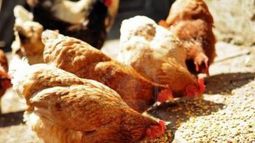 3,4 millones de toneladas de maíz se usaron para la producción de pollos