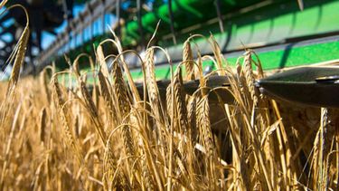 Proyectan que la cosecha de granos llegará a 115 millones de toneladas