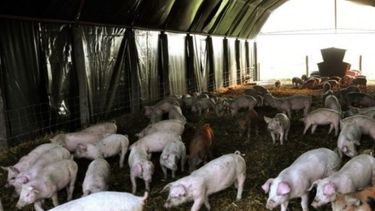 El sector porcino pide más cambios en contribuciones patronales