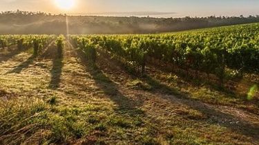 Existe "optimismo" sobre lo que sucederá en la agroindustria durante 2019