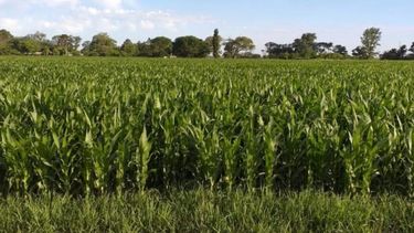 Mejora el panorama de los cultivos de segunda y de siembras tardías