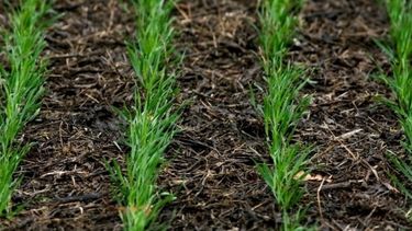 Finalizó la siembra nacional de trigo de la nueva temporada