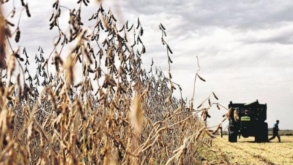 Recién en la próxima campaña agrícola se recortarían las retenciones a la soja