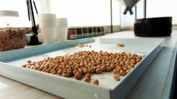 Córdoba exportó 600 toneladas de garbanzos a España