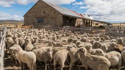 La compensación para el beneficiario es de $850 por cada animal esquilable.