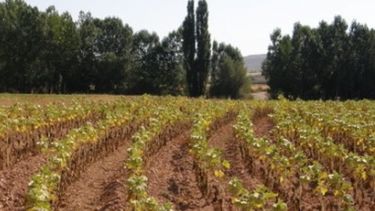 Estiman que la siembra del girasol alcanzaría a 1,9 millones de hectáreas