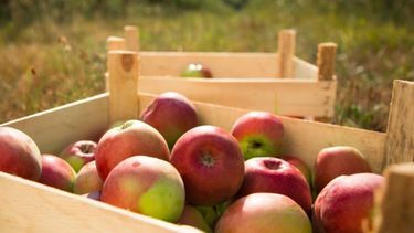 Fijaron los costos de producción para peras y manzanas