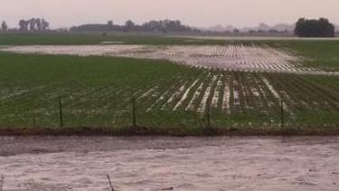 El buen clima da respiro al trigo luego de las inundaciones