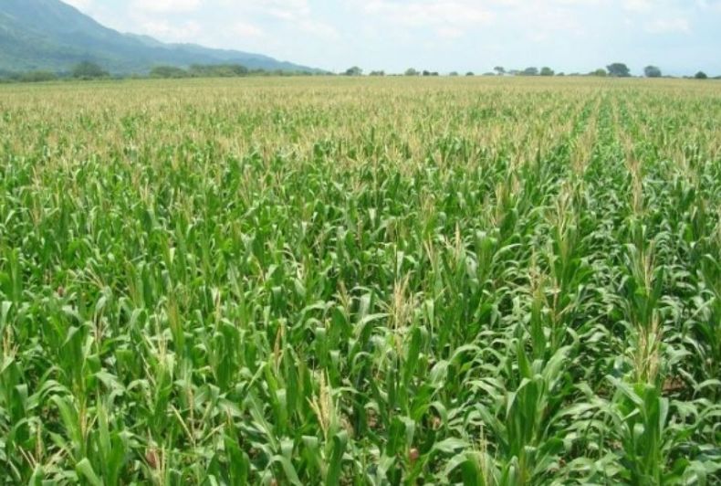 Estiman rinde promedio de 5.750 kilogramos de maíz por hectárea