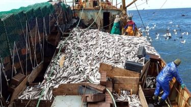 Establecieron capturas máximas de merluza, polaca y vieira para 2023