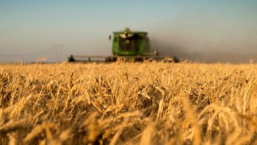 La producción de trigo alcanzó resultados "respetables"