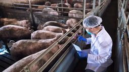 Desarrollo de la actividad ganadera.