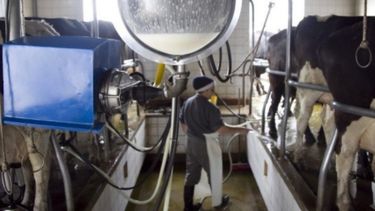 Productores lecheros recibirán beneficios impositivos y créditos