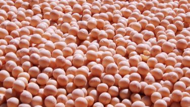 Piden que no se modifique el sistema de control de semillas