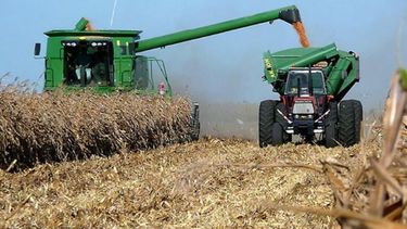 La cosecha de maíz llegó a su tramo final