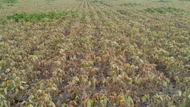 La sequía y el calor dificultan los cultivos de verano en sus etapas finales