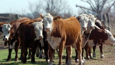 La faena de bovinos aumentó un 2% en el primer semestre
