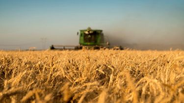 Suben a 22,1 millones de toneladas la estimación de la cosecha de trigo