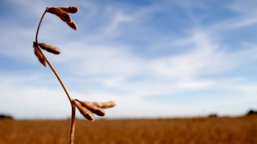 Publican precio promedio del estímulo a productores de soja