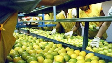 Limoneros tucumanos "decepcionados" con la continuidad del bloqueo de EE.UU.