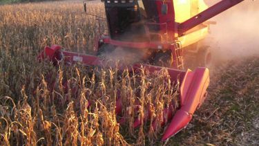 Buen panorama para la recolección de soja a nivel nacional