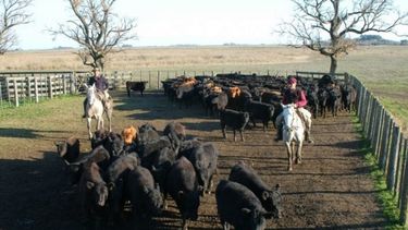 La sequía marca el trayecto de la ganadería argentina
