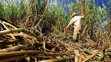 Declaran la emergencia en el sector cañero de Jujuy por la sequía