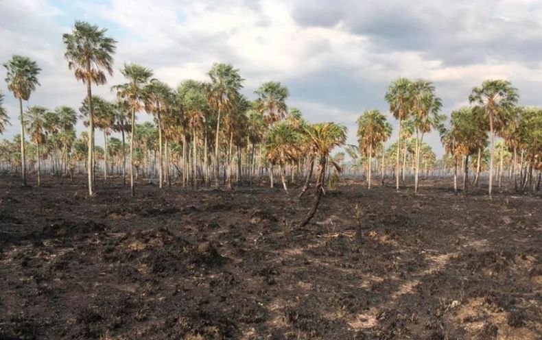 Facilitan el acceso a beneficios fiscales para productores agropecuarios
