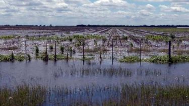 Las lluvias de 2016 le costaron caro a los productores sojeros