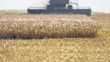 Finalizó la cosecha fina de trigo y cebada