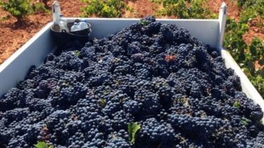 Aseguran que hay importantes pérdidas en los rendimientos de la vitivinicultura