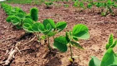 Anticipan un cambio de tendencia para la soja que se produce en Argentina