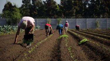 Lanzan créditos por $500 millones para productores de la agricultura familiar