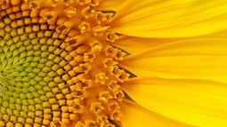 En una campaña “Niña”, ¿conviene sembrar girasol?