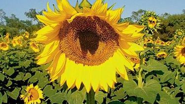Continúan el progreso de la siembra de girasol