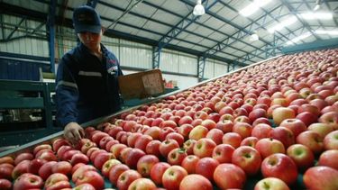 Reportan una caída de 25% en la producción de manzanas de Río Negro