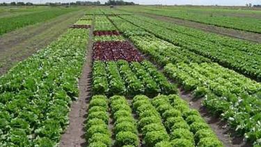 Afirman que el campo tendrá que alimentar a 600 millones de habitantes en 2021