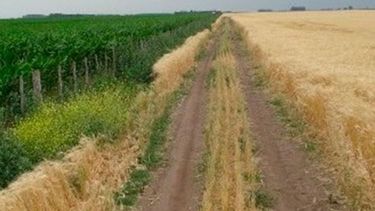 La actividad inmobiliaria rural avanzó casi un 25% en doce meses