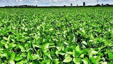 Ganancias de Bioceres subieron más de 57 por ciento