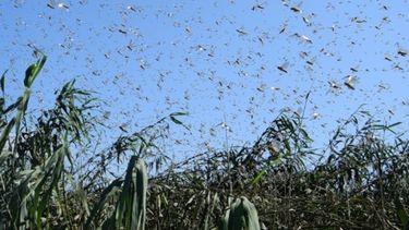 Piden a chacareros del NOA avisar sobre la presencia de langostas