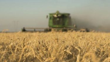 Nuevas tecnologías en trigo superan todos los pronósticos