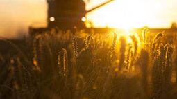 Buscan segmentar las retenciones a la soja, el maíz y el trigo