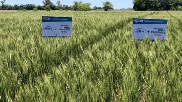 Brasil aprobó trigo transgénico tolerante a la sequía desarrollado por Bioceres