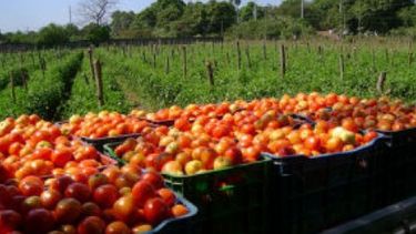 La importación de tomate "nos sepultará"